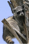 Racoon