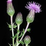 Canada Thistle