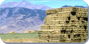 Noxious Weed Free Forage & Straw Inspection