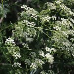 Poison Hemlock weed