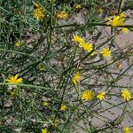 RushSkeltonweed