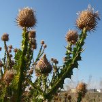 Scotch Thistle