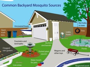 Common Backyard Mosquito sources