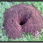 picture of a gopher hole