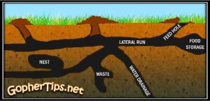 diagram of pocket gophers