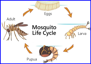 Mosquito Life Cycle