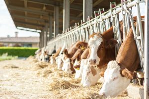 Cows eating hay in cowshed