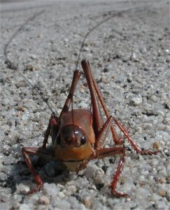 picture of a cricket