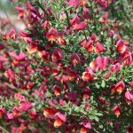 Cytisus