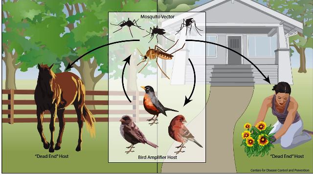 Mammals infected with the disease are considered “dead-end hosts” of the virus